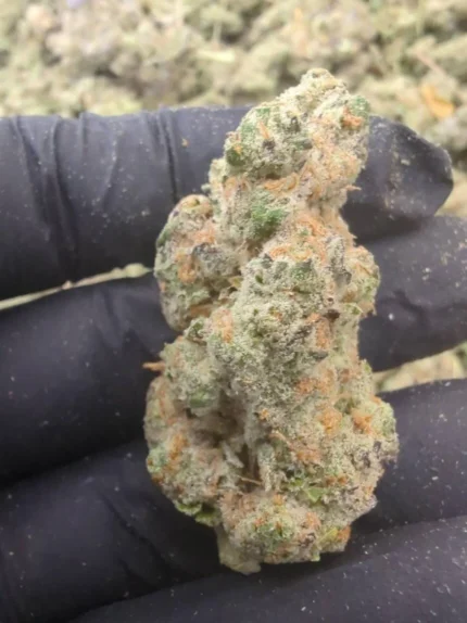 Gelato 41