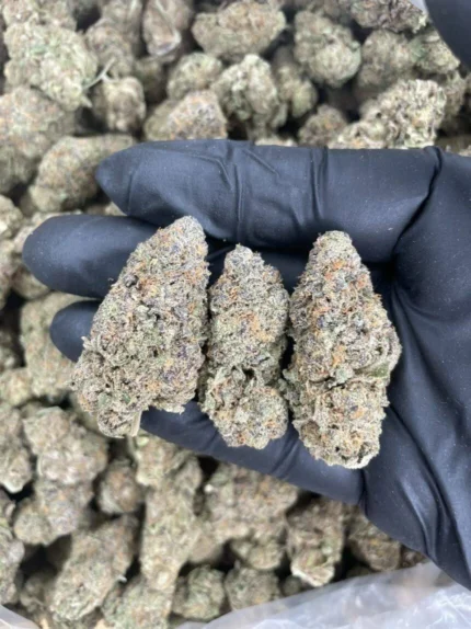 Granddaddy Purple