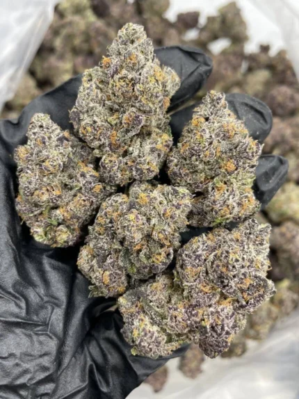 Rainbow runtz strain