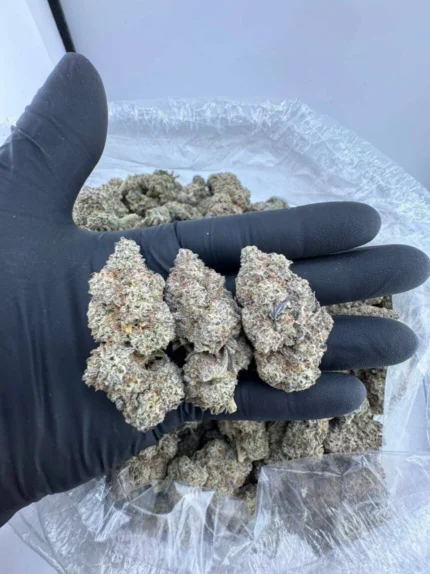 Gelato 41 strain